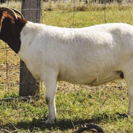 Grass fed goat