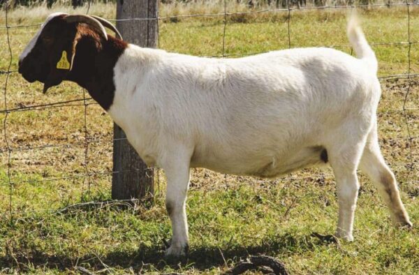 Grass fed goat